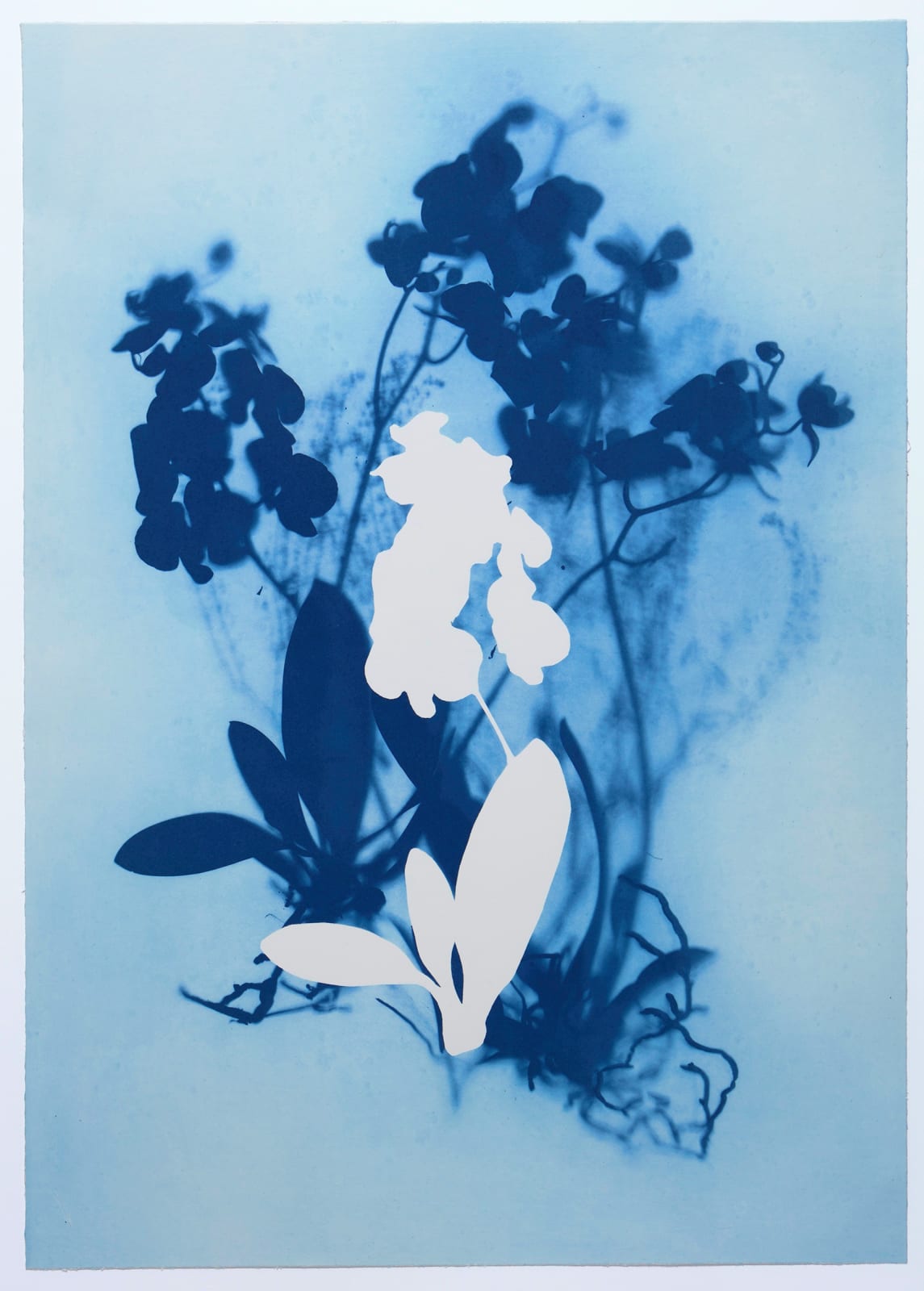 Wendy McMurdo RSA, Ghost Orchid (blue) i, 2023