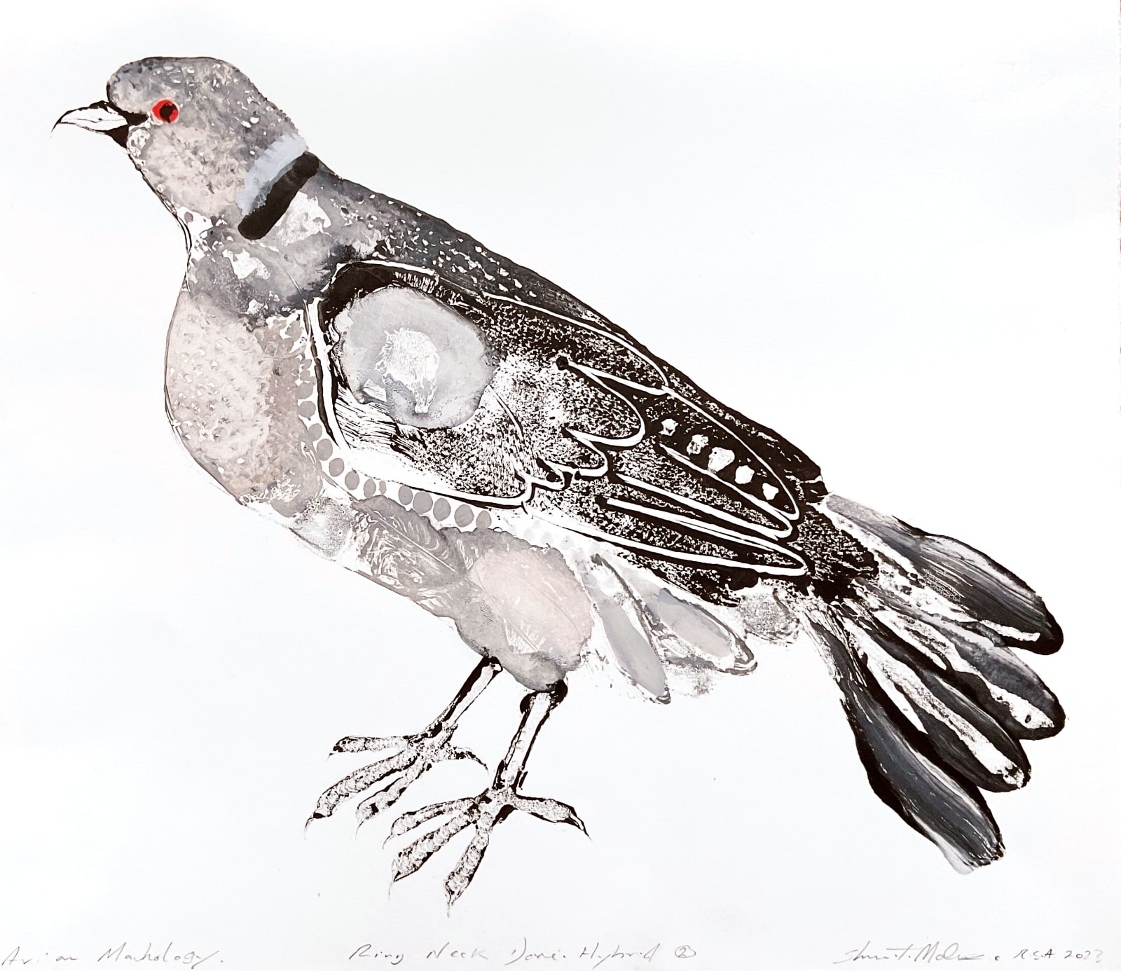 Stuart Mackenzie RSA, Avian Morphology Dove Hybrids: Ring Neck Dove Hybrid 1