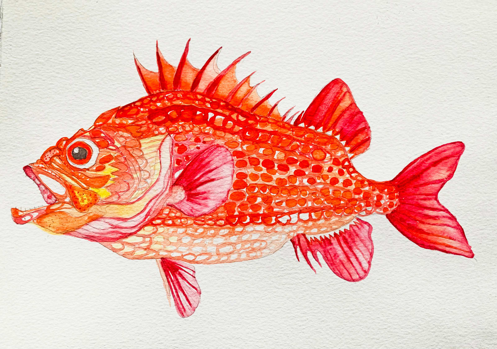 Stuart Mackenzie RSA, Species Morphology, after Kawahara Keiga (Tojoske) (1786-after 1859): Japanese Soldier Fish