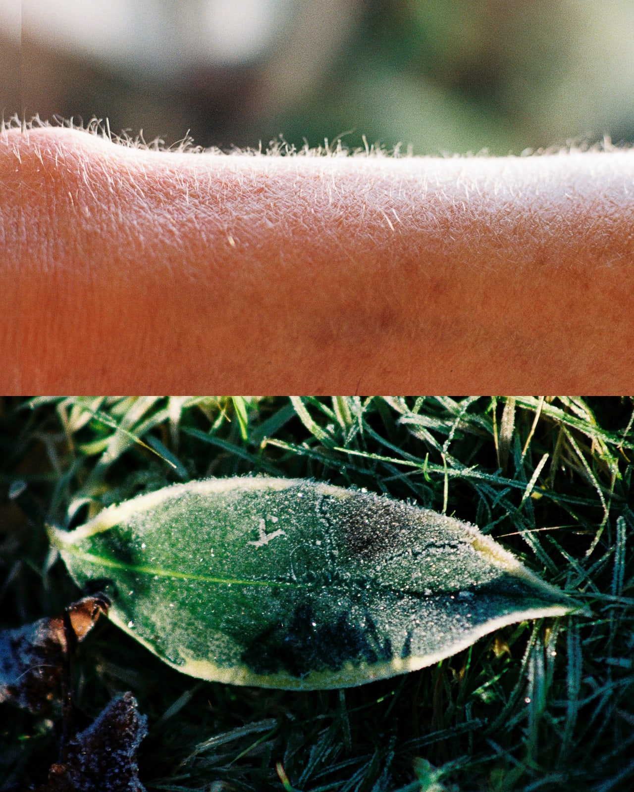 Corrie Jennison, Frost Armature, 2024