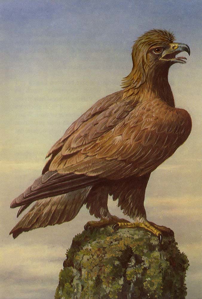 Edward Summerton RSA, The Golden Feathered Lover, 2019