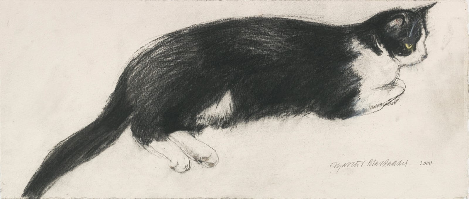 Elizabeth Blackadder RSA, Black and White Cat 'Fred', 2000
