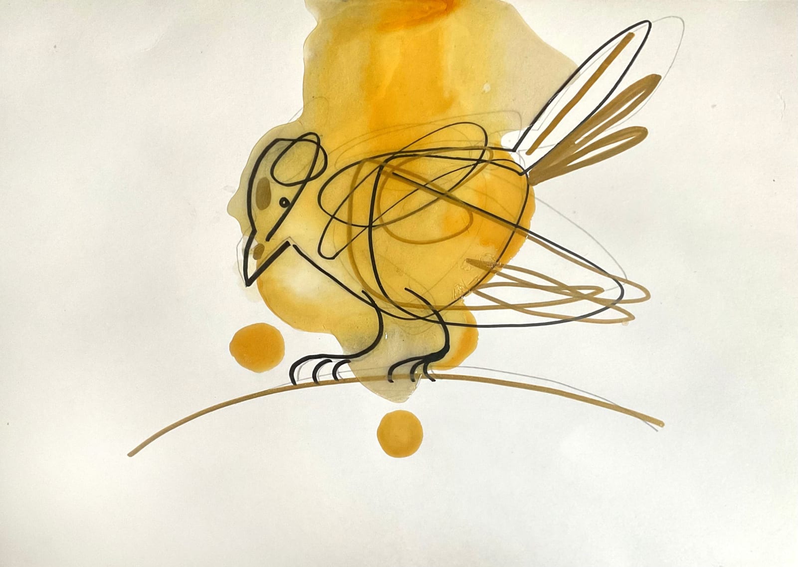 Stuart Mackenzie RSA, Species Morphology/ Amber Finch 1