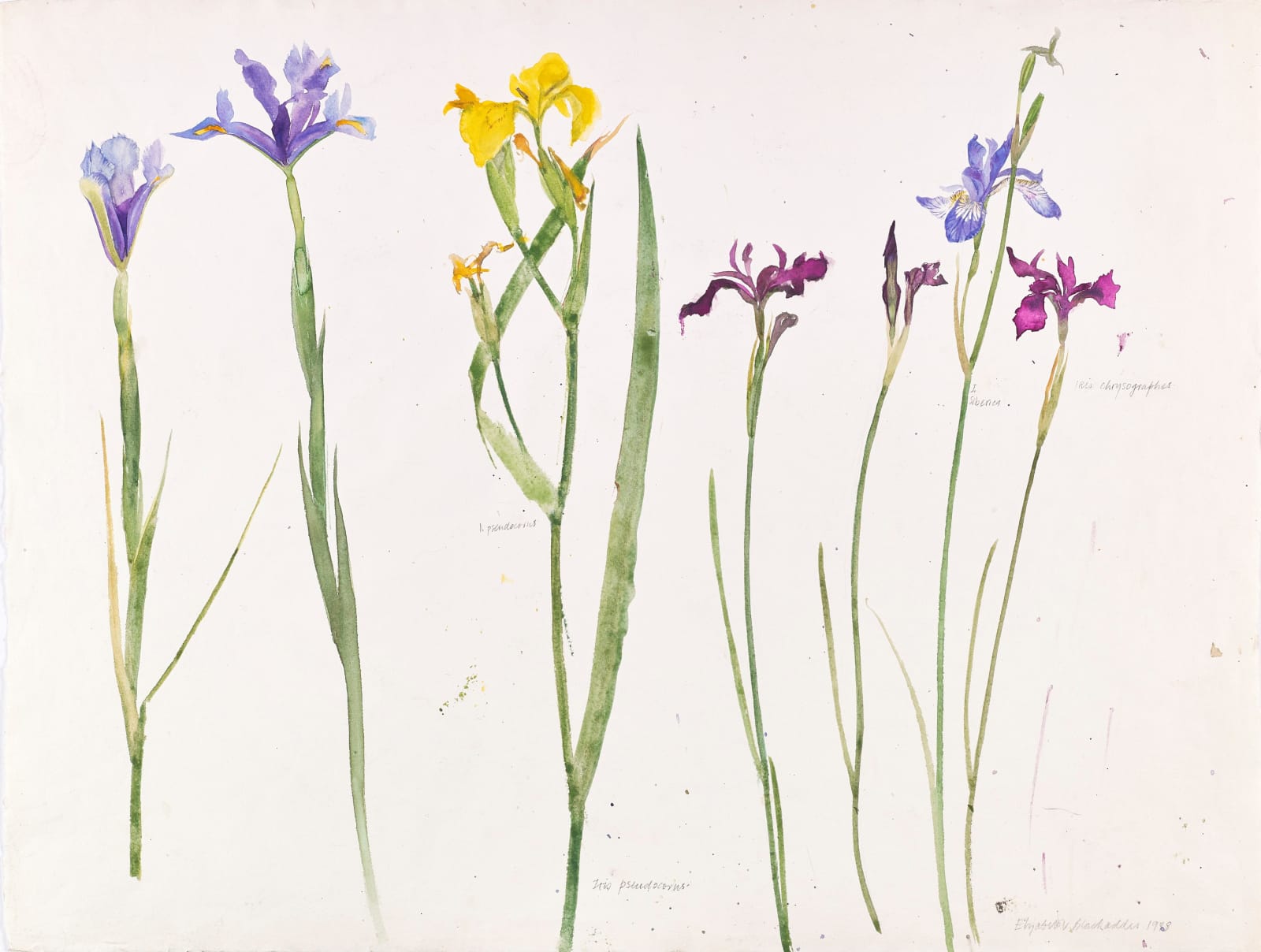 Elizabeth Blackadder RSA, Irises Pseudacorus, 1998