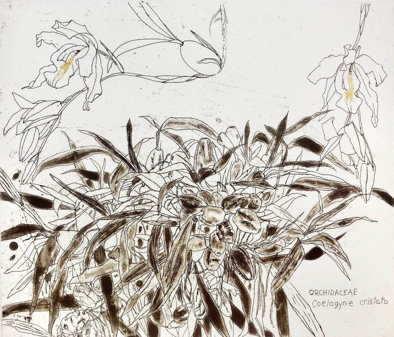 Elizabeth Blackadder RSA, Orchidaceae - Coelogyne cristata
