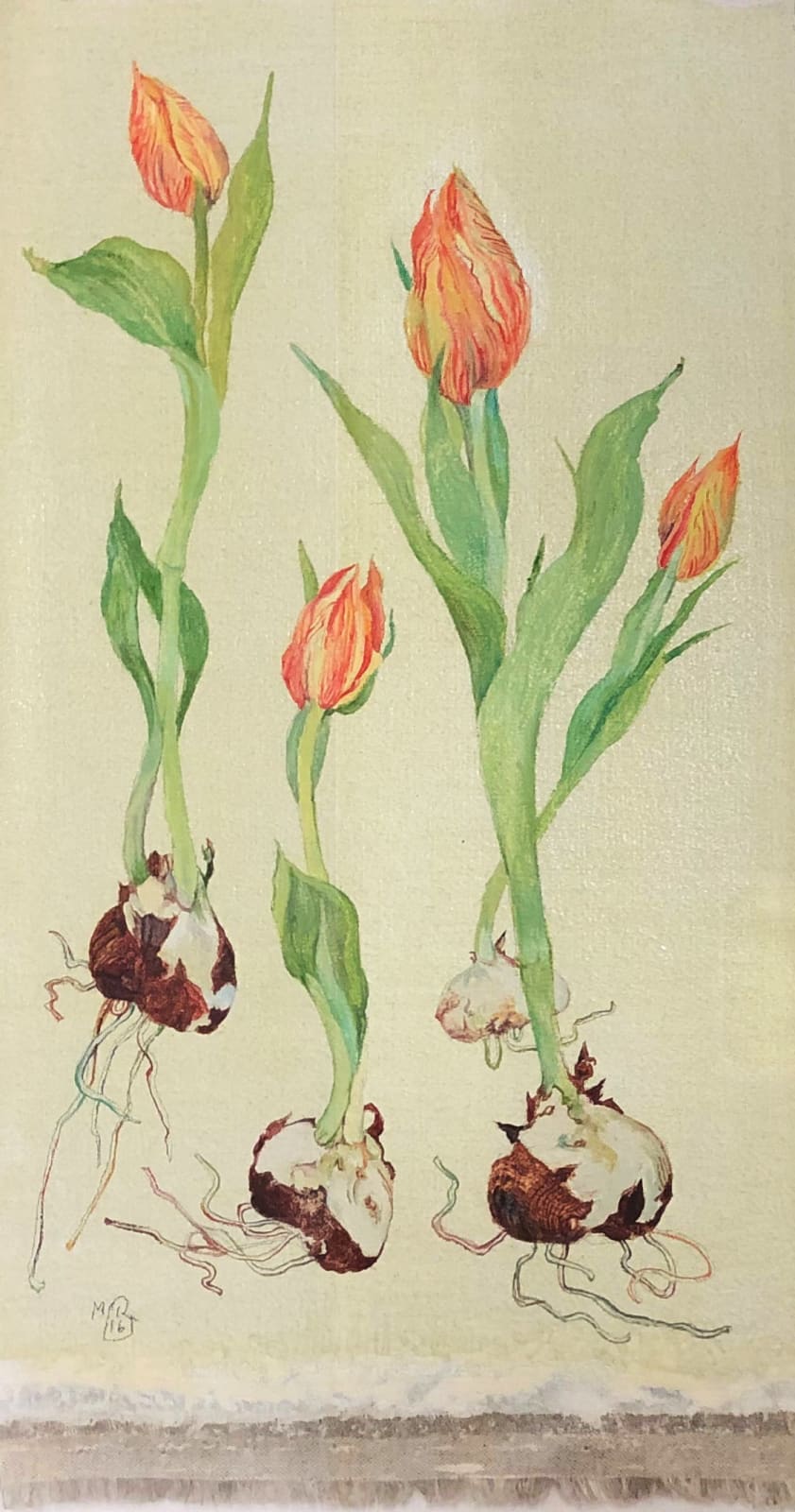 Jennifer McRae RSA, Spring Tulips