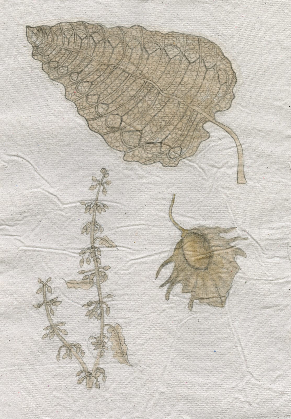 Kirsty E. MacDonald, Dock Leaf (Rumex Obtusifolius), 2025