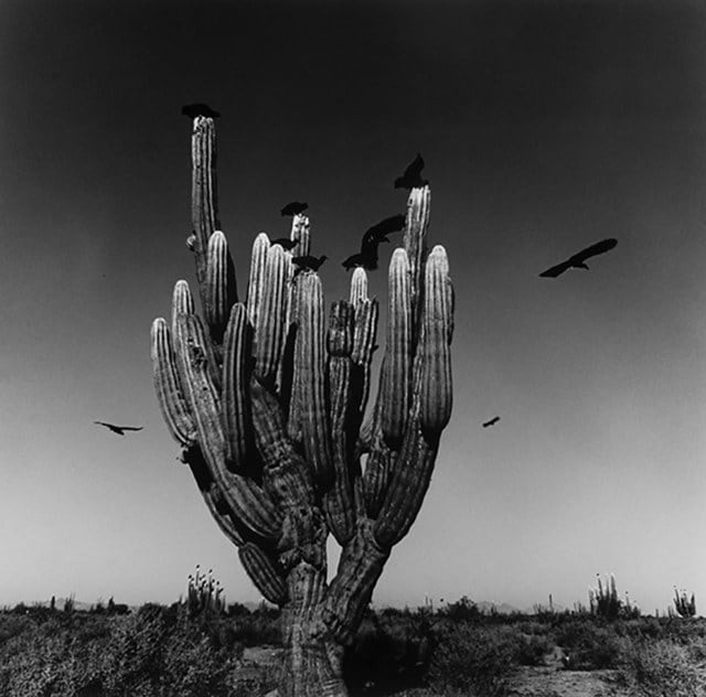 Graciela Iturbide, Sahuaro, Desierto de Sonora, Mexico, 1979