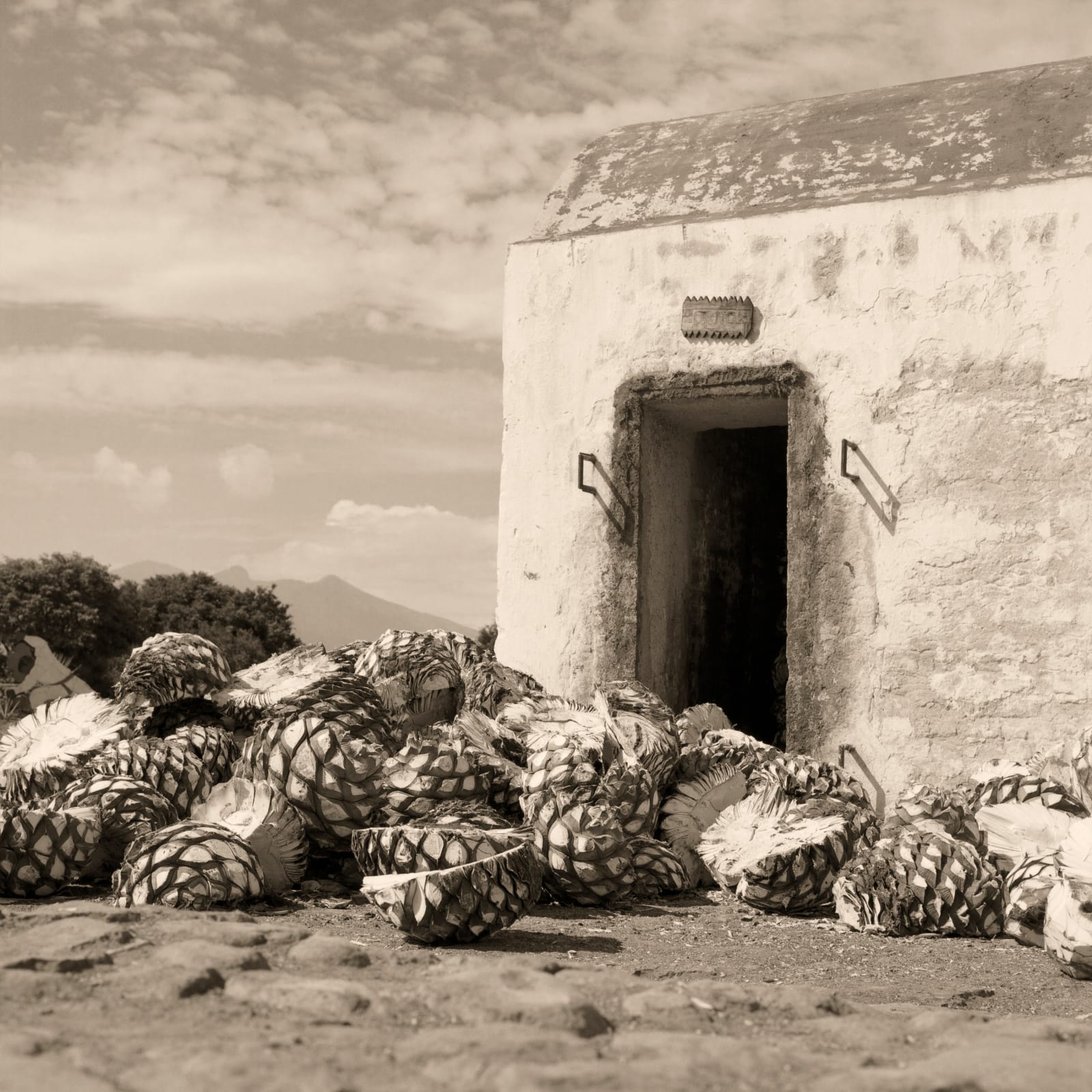 Joel Salcido, En Casa Del Agave, 2013