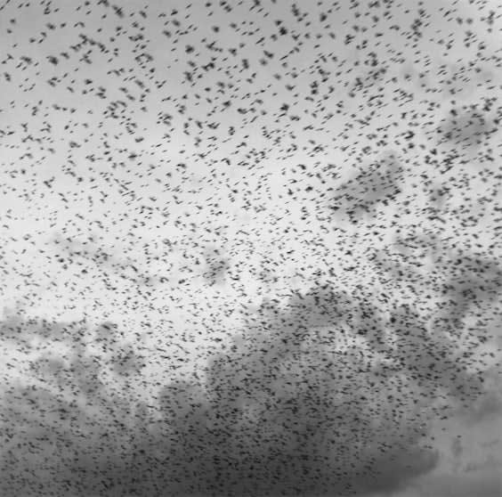 Graciela Iturbide, Birds I, Dolores Hidalgo, Mexico, 1978