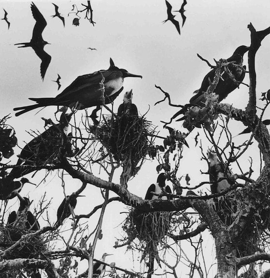 Graciela Iturbide, Nayarit, Mexico, 1984