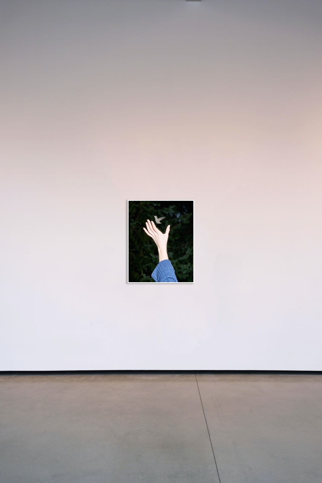 Sage Szkabarnicki-Stuart, Anna's Hummingbird, 2020