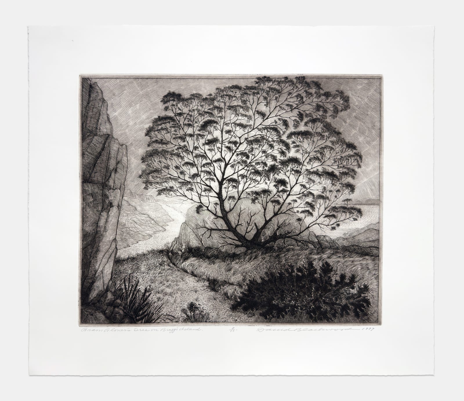 David Blackwood, Gram Glover's Tree on Bragg's Island, 1999
