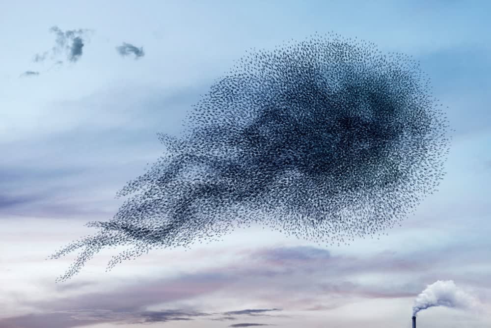 Alain Delorme, Murmuration #03, 2014