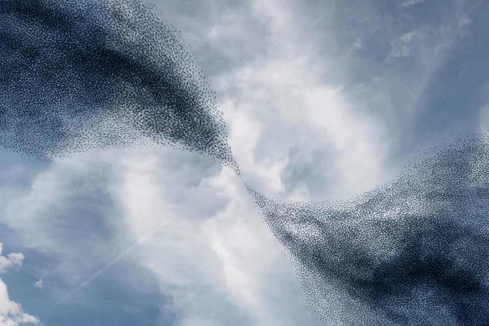 Alain Delorme, Murmuration #14, 2014