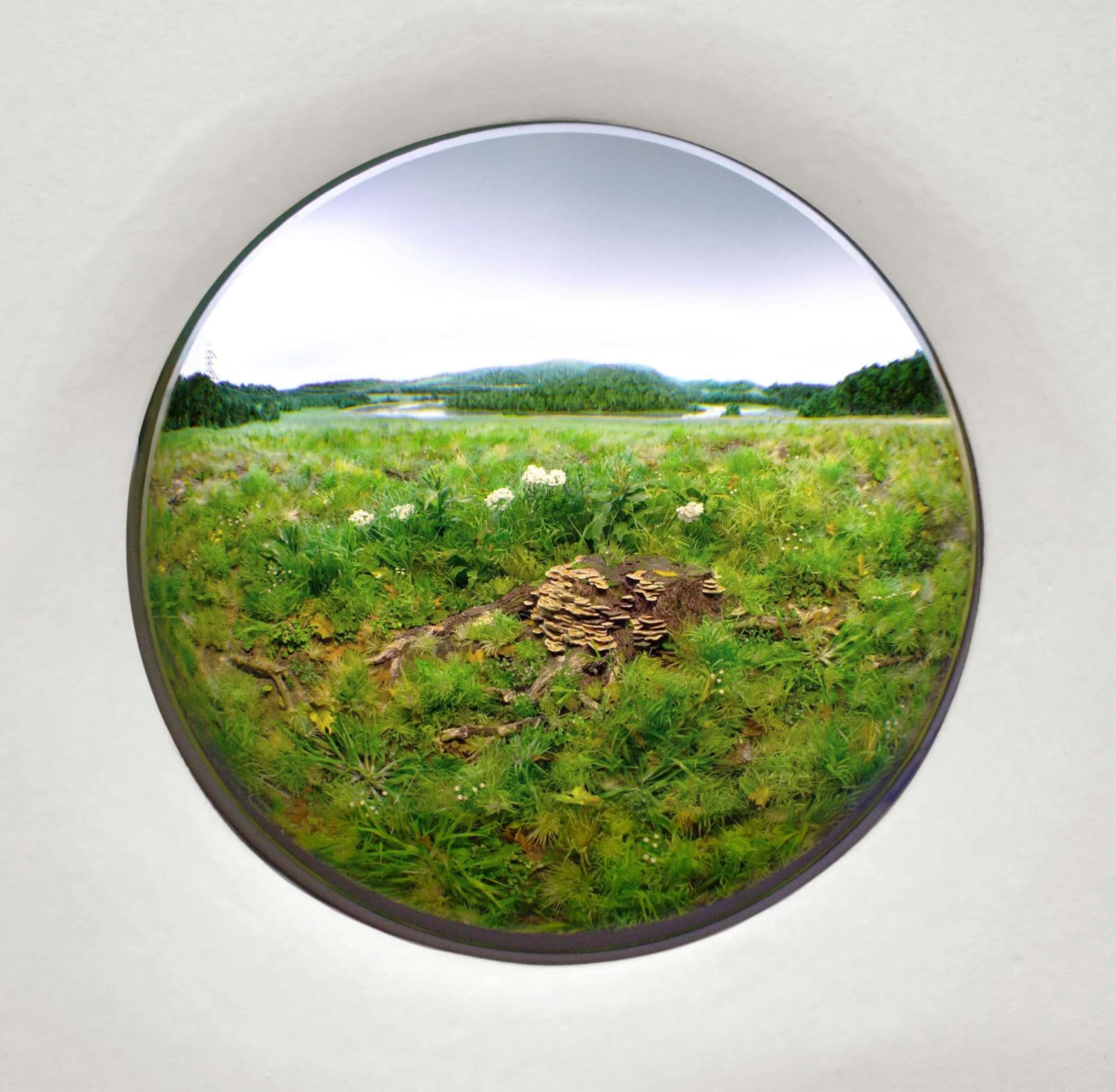 Patrick Jacobs, Oak stump with polypore