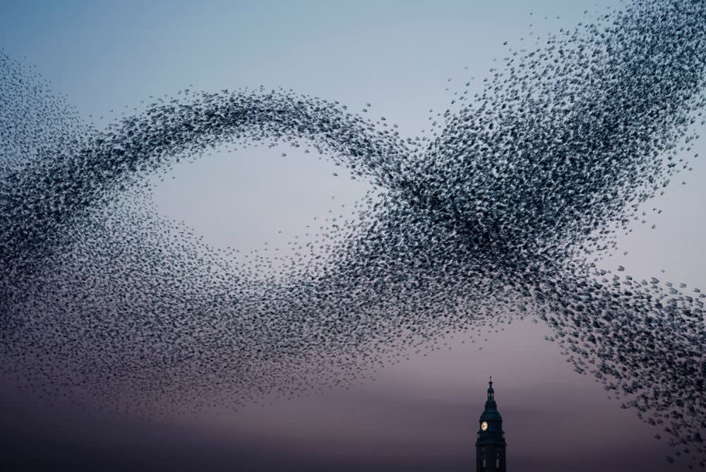 Alain Delorme, Murmuration #01, 2014