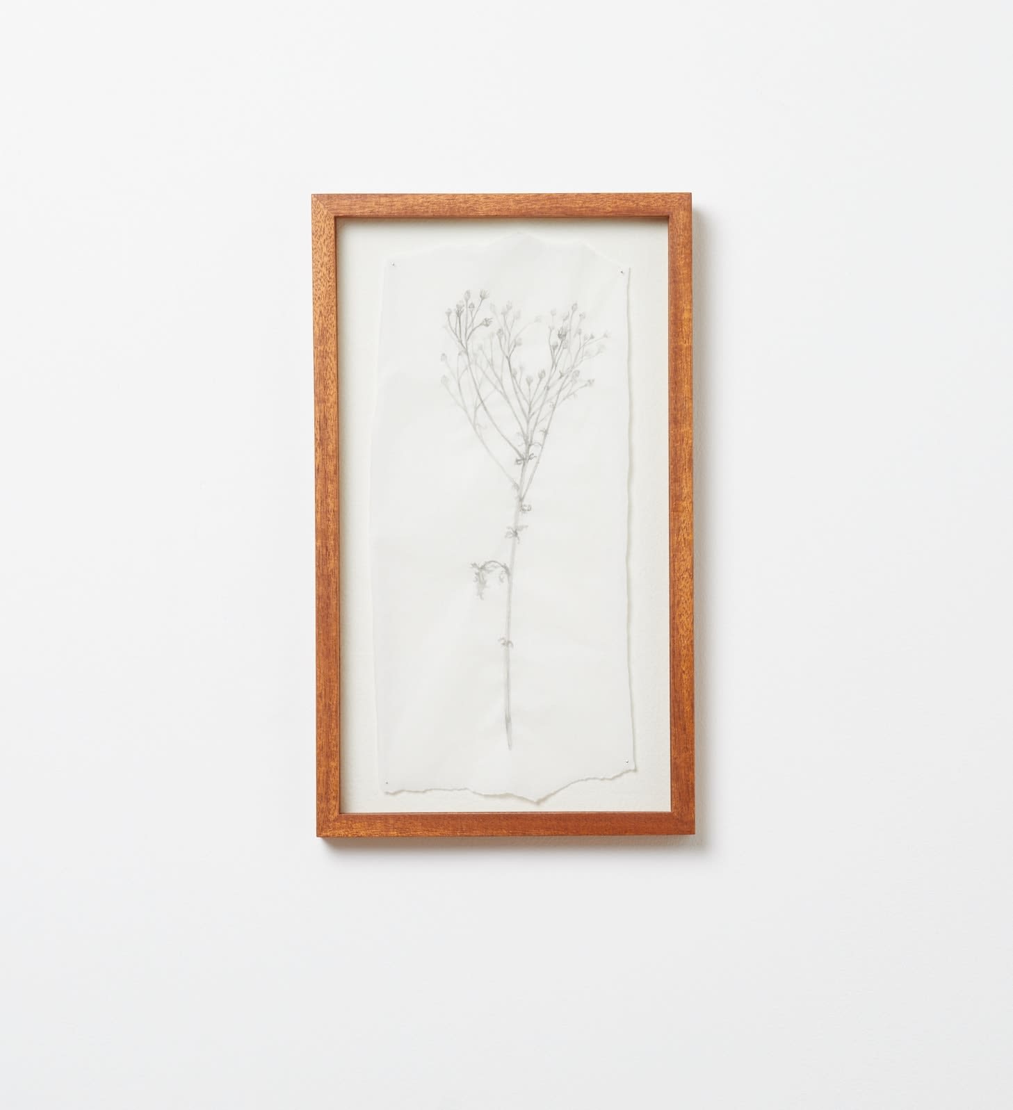 Katie Spragg, Seeding Ragwort, 2025