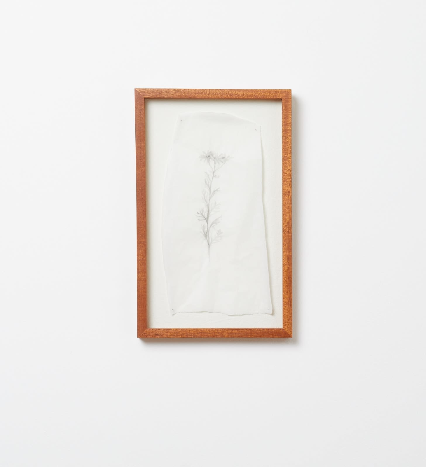 Katie Spragg, Flowering Ragwort, 2024