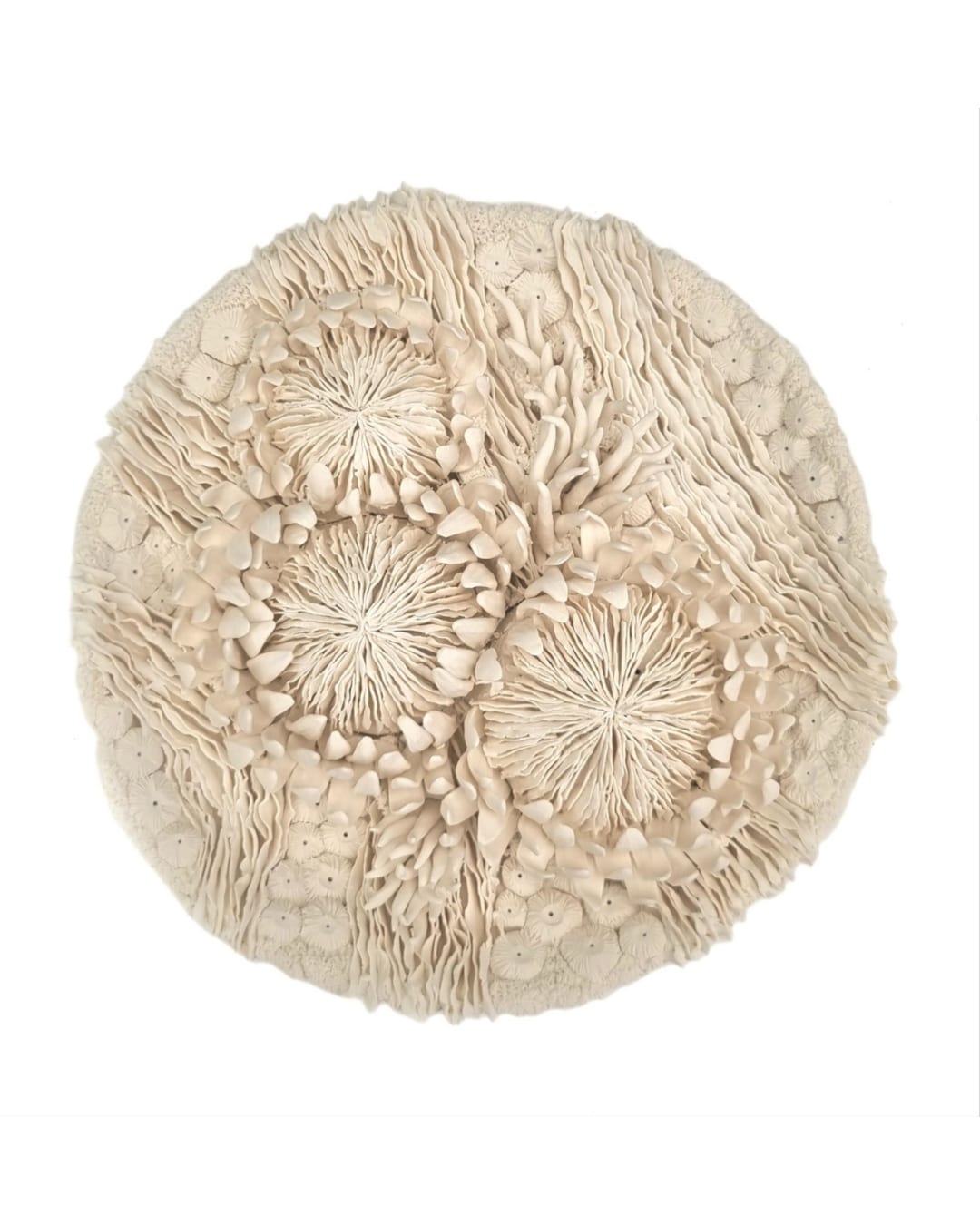 Erum Aamir, Hortus Albus, 2025