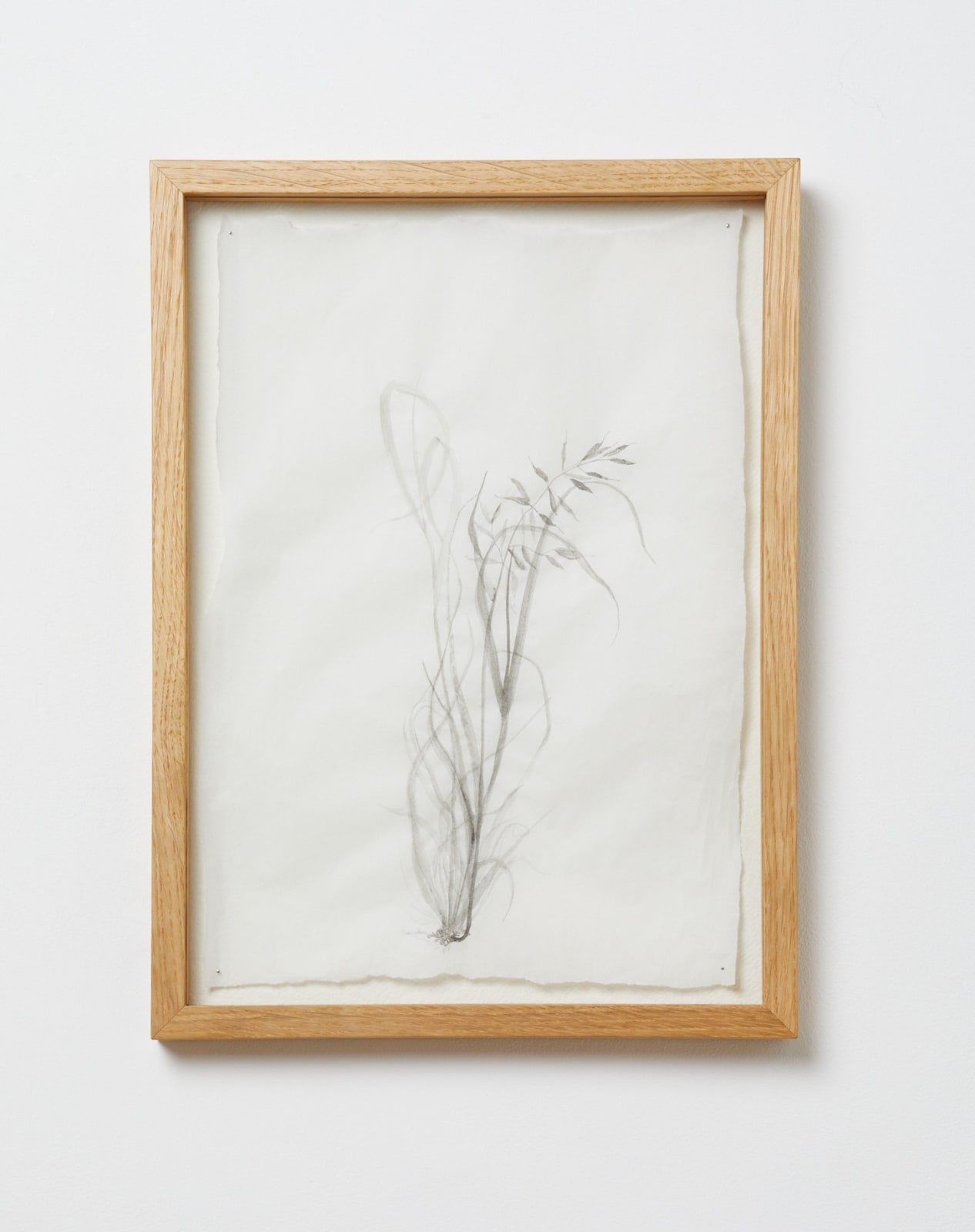 Katie Spragg, Allotment Grass, 2024