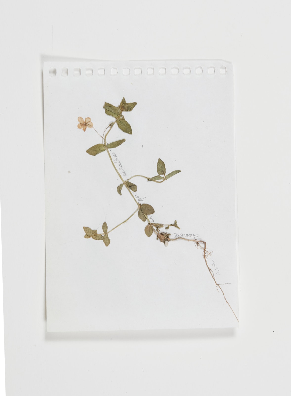 Sabine Monirys, Ma chambre en porcelaine