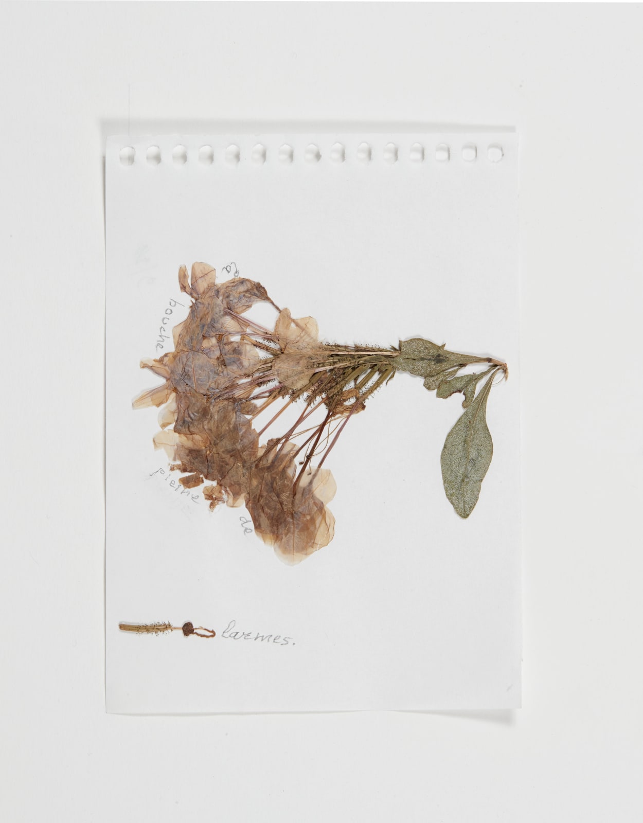 Sabine Monirys, La bouche pleine de larmes