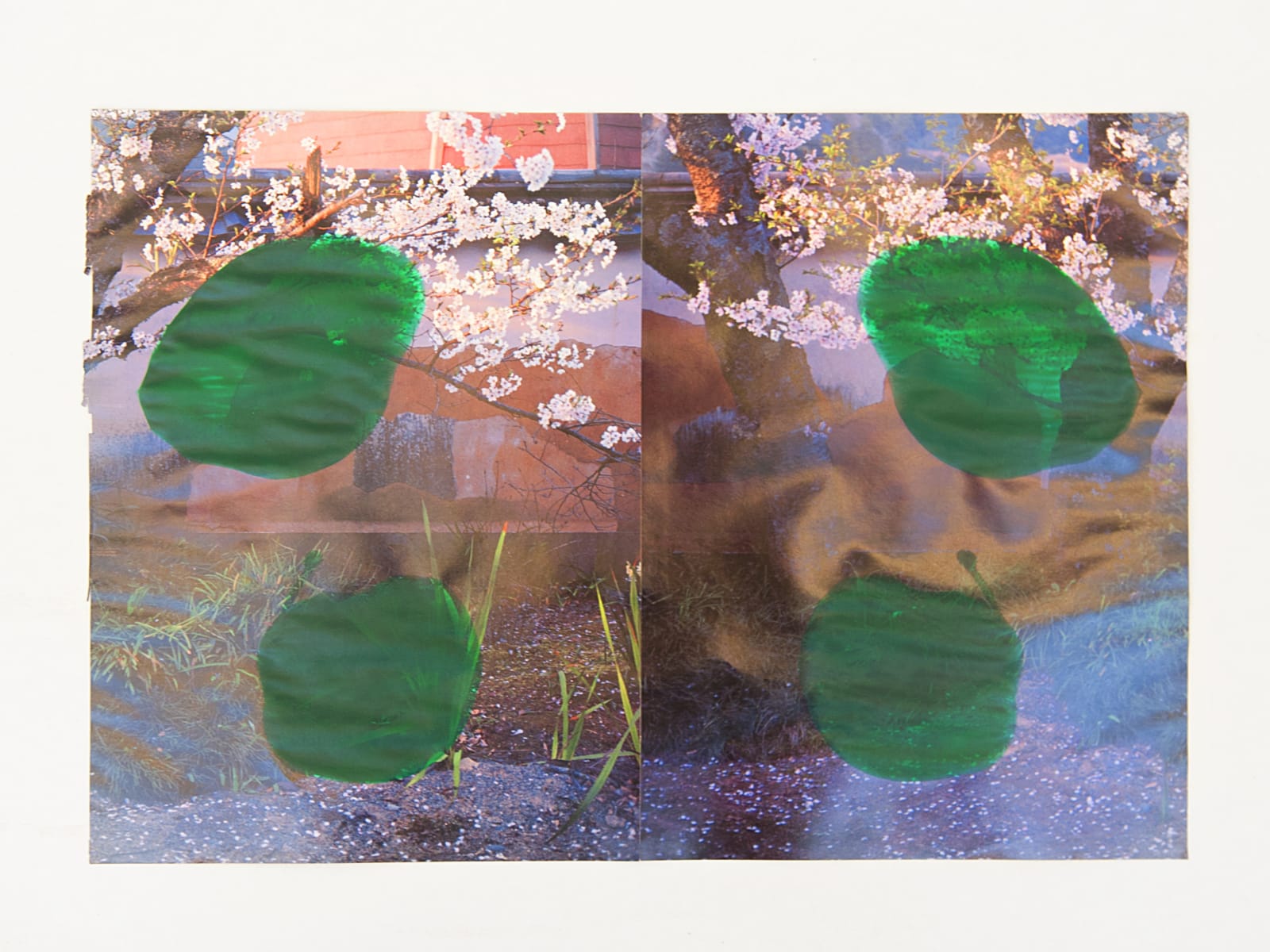 Tashi Brauen, Cherry Blossoms, 2020