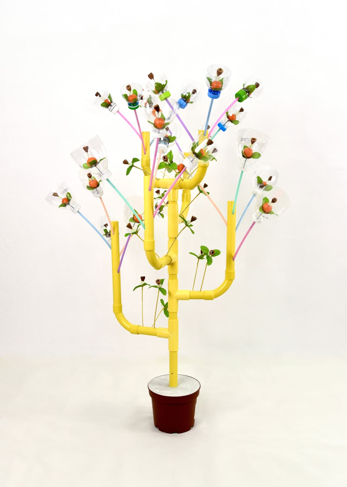 Jeon Gi-Ok, Pandemic plant 1, 2021