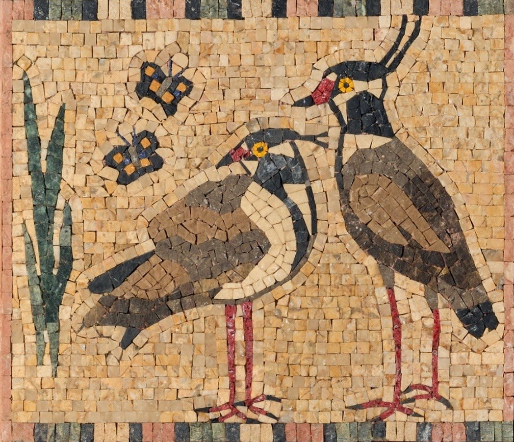 Mosaics of Dahshur, Black-headed Lapwings, 2024