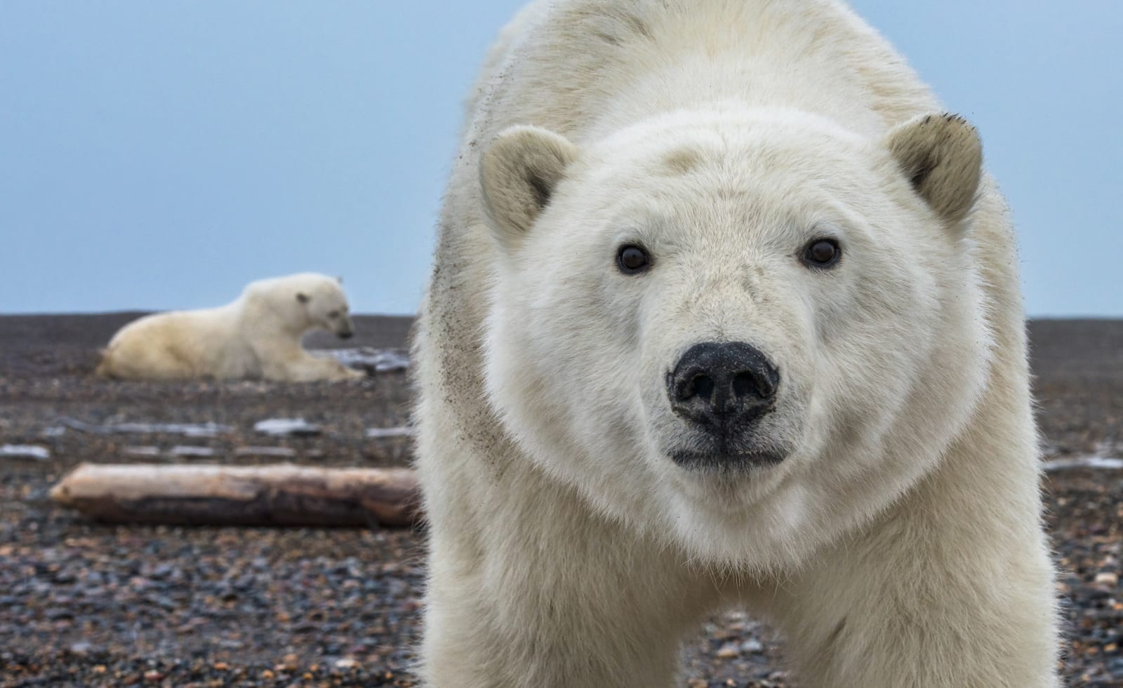 David Yarrow, Hello (Colour) , 2025