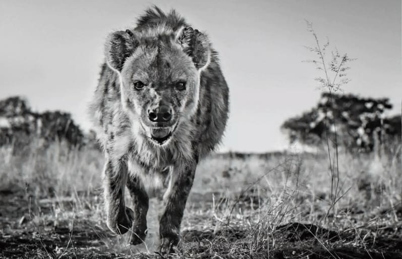 David Yarrow, No Laughing Matter