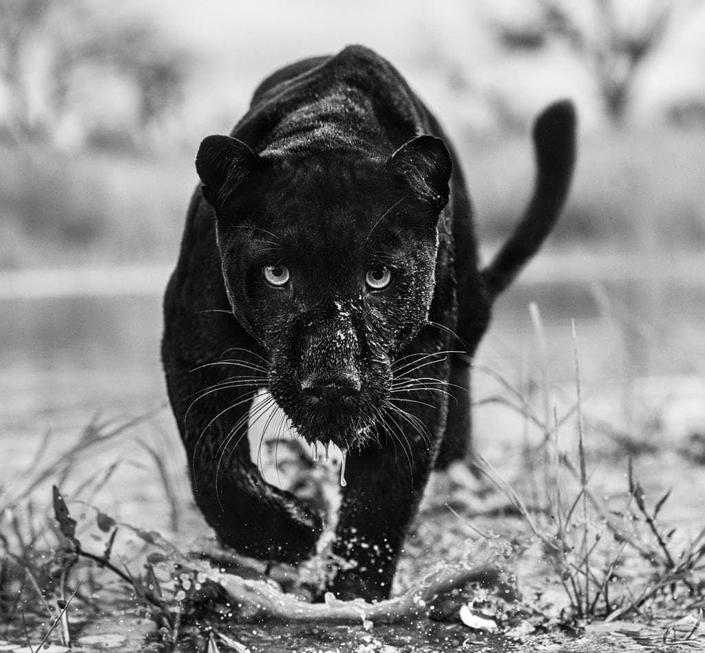 David Yarrow, Marvel, 2022
