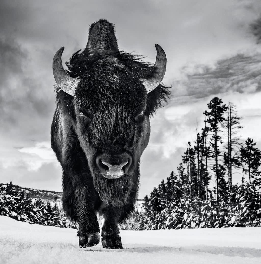 David Yarrow, American Idol II, 2022