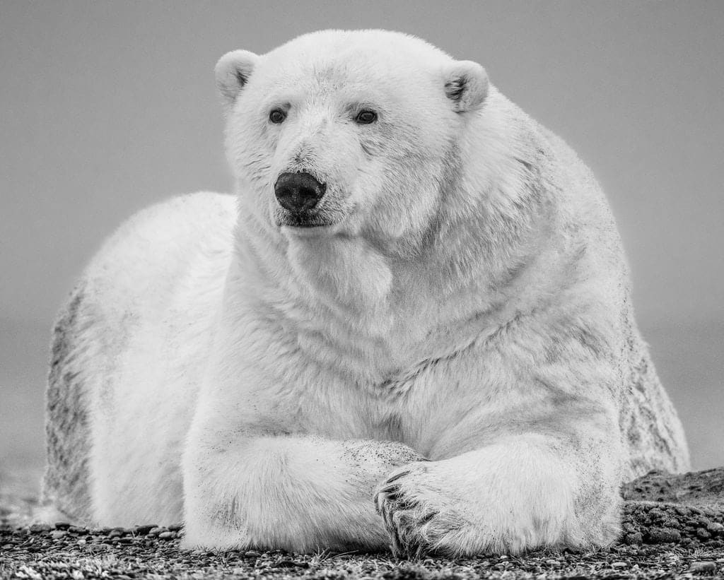 David Yarrow, The Statesman II, 2018