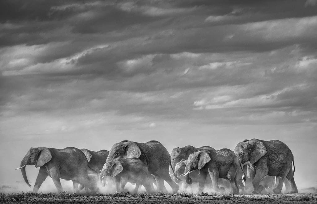 David Yarrow, Desert Army, 2020