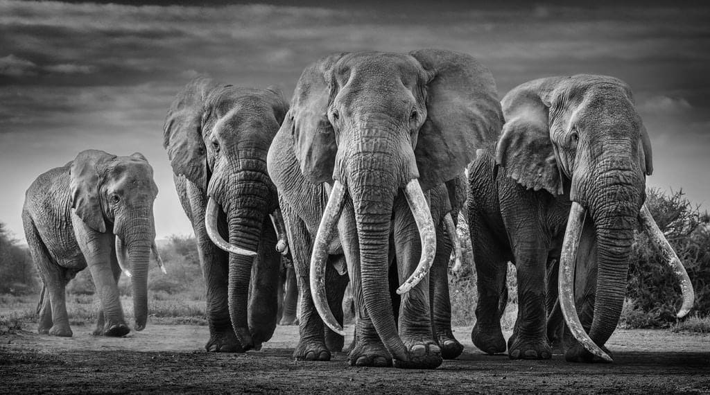 David Yarrow, Squad