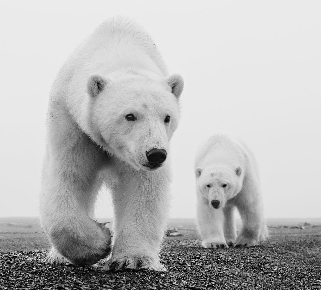 David Yarrow, Kaktovik