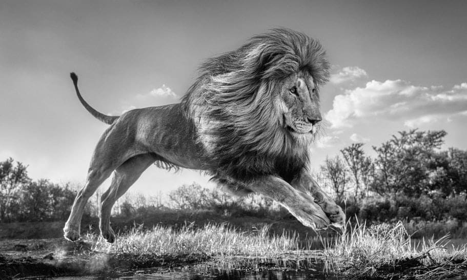 David Yarrow, Succession, 2020