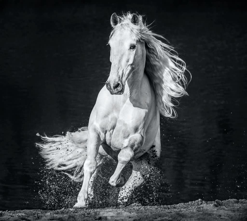David Yarrow, Horsepower, 2020