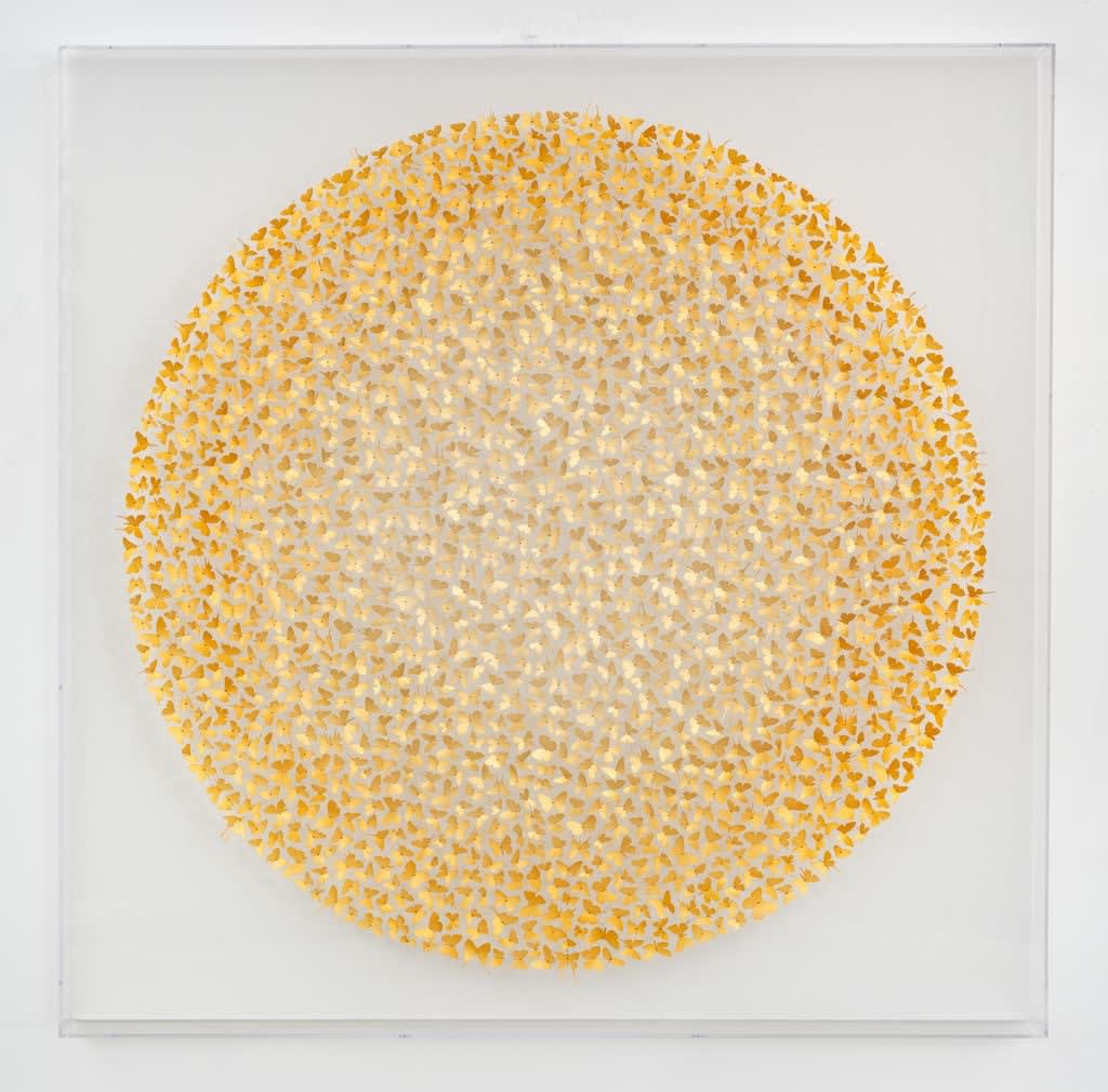 Charles Patrick Studio, Everything I Want I Used To Be, 2022