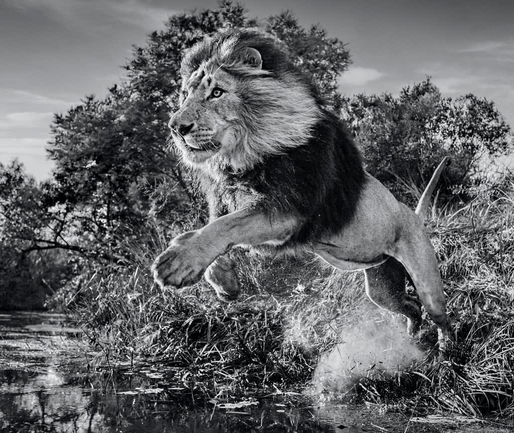 David Yarrow, First Down, 2020