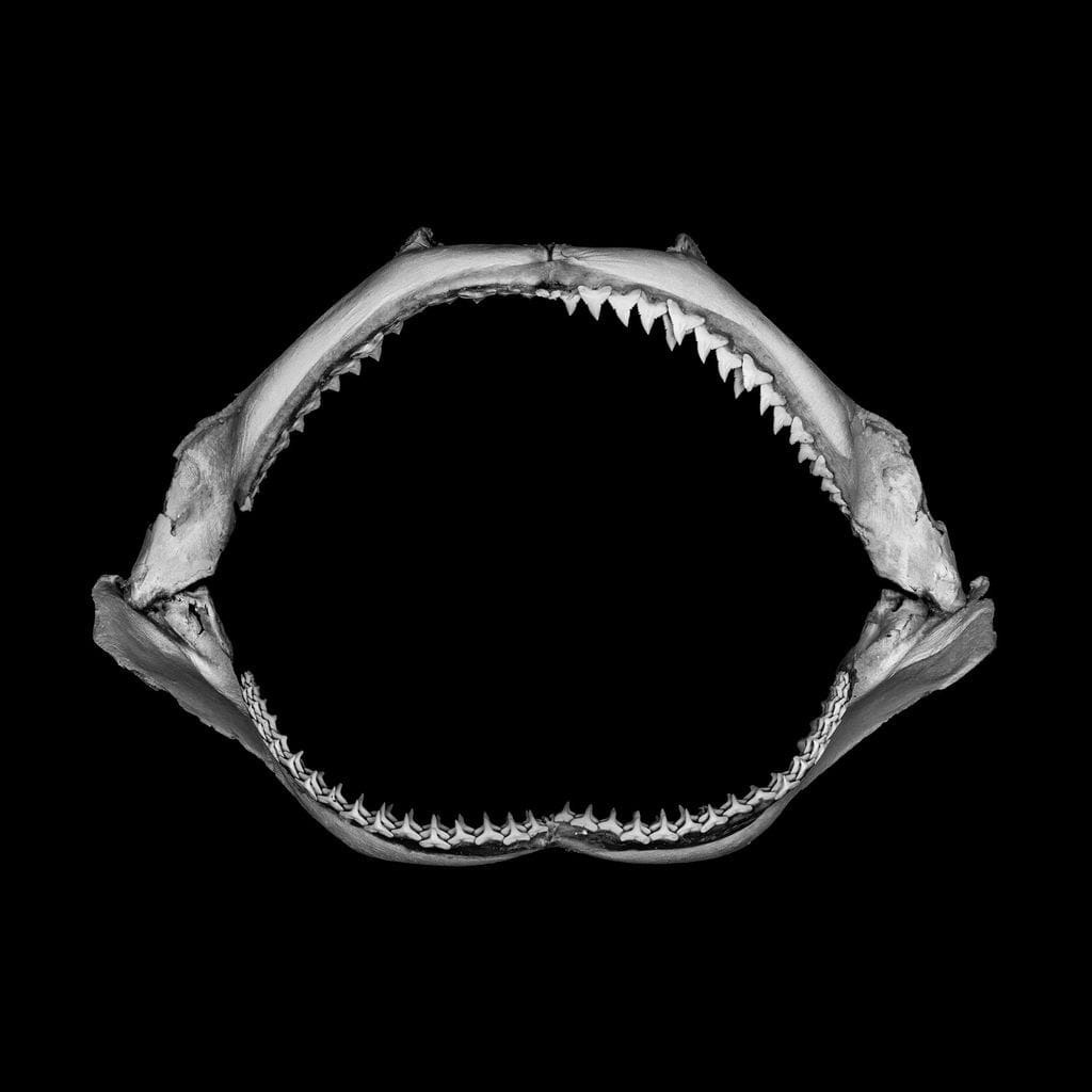 Jonathan Nimerfroh, Millie, 2021