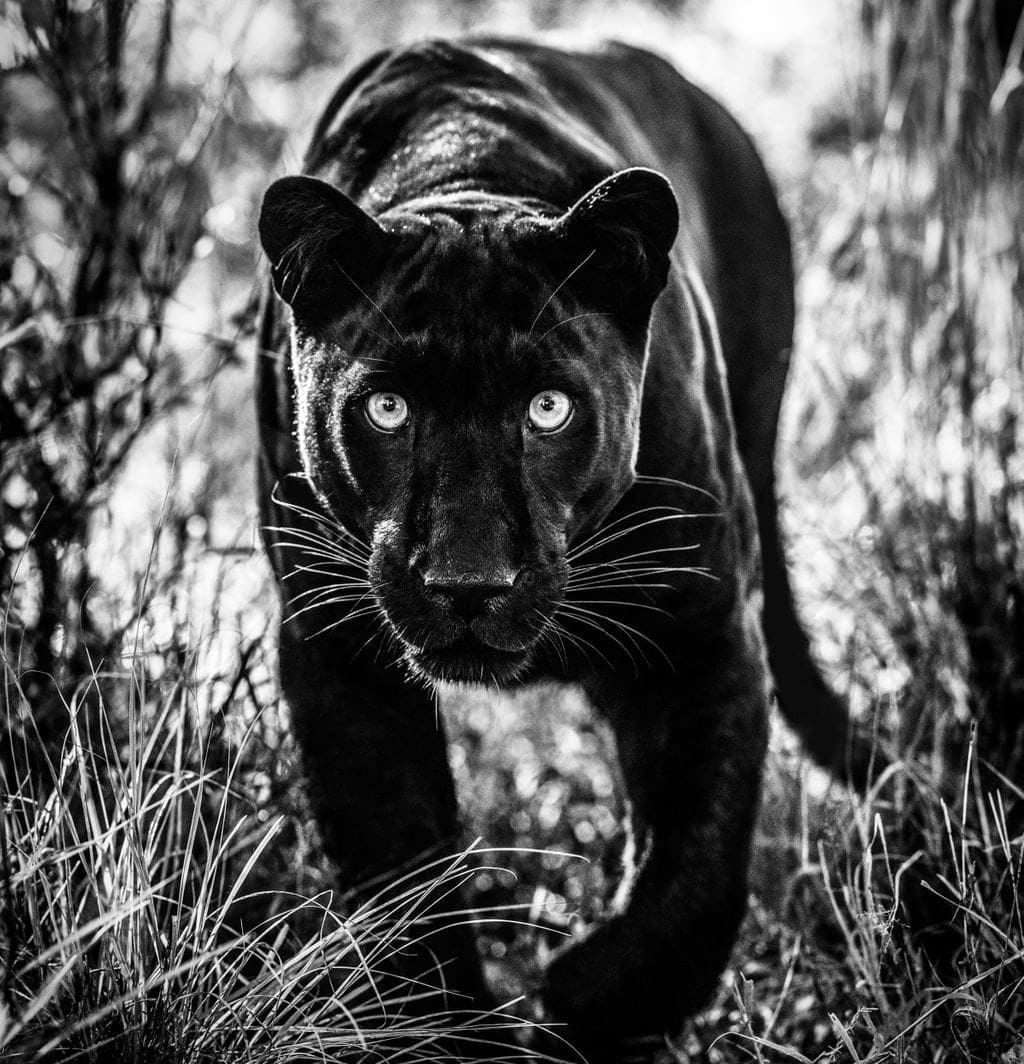 David Yarrow, Wakanda, 2019