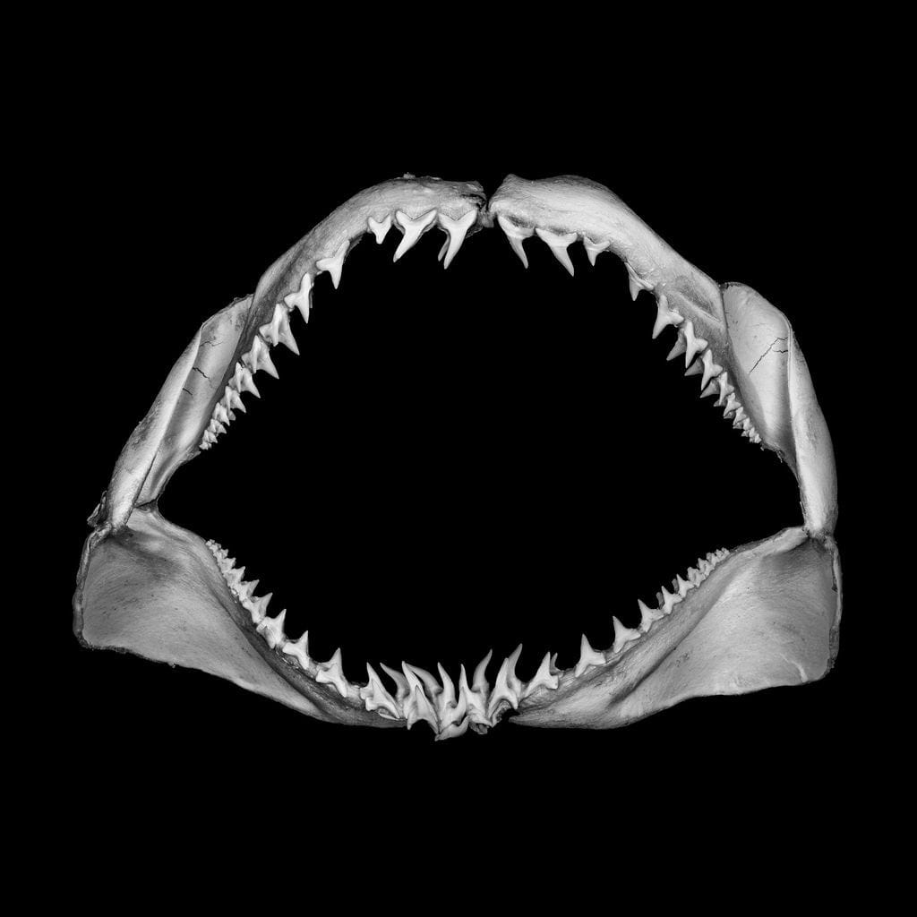 Jonathan Nimerfroh, Skip, 2021