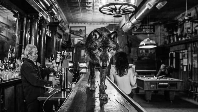 David Yarrow, The Wolf of Main Street III (Standard), 2017
