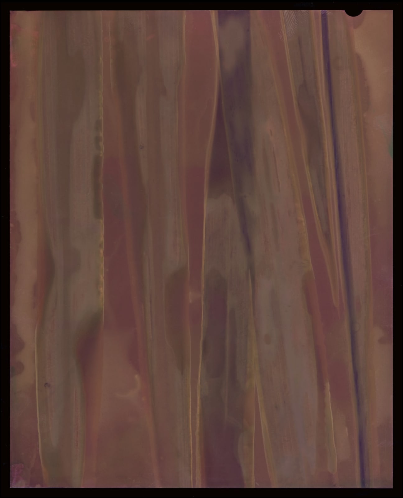 Kate Van Der Drift, Paspalum Urvillei (Vasey Grass) Positive, 2025