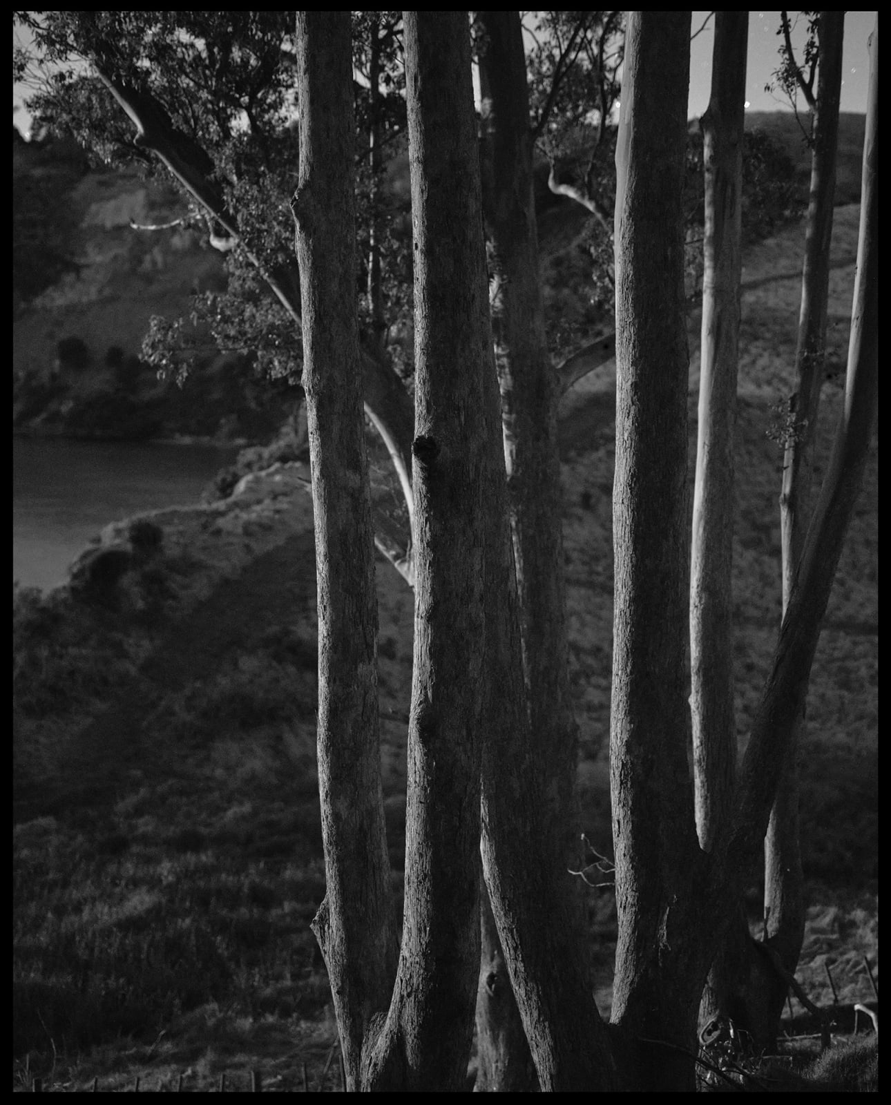 Kate Van Der Drift, Waitawa Eucalyptus, 2025