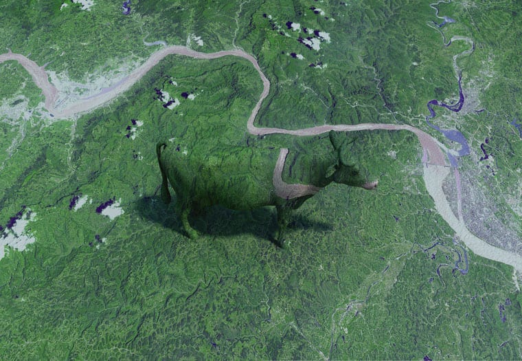 Brit Bunkley, China Cow, 2010