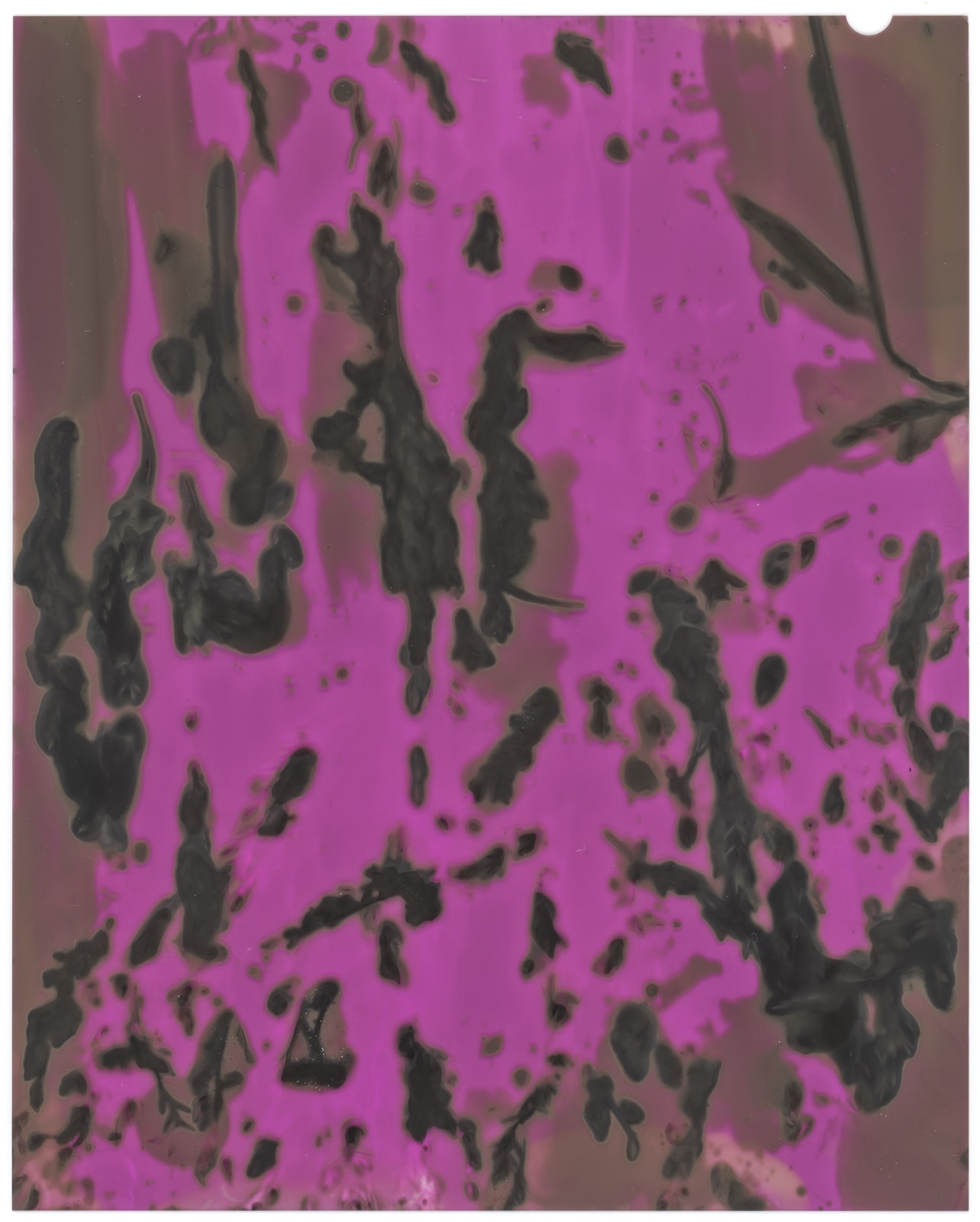 Kate Van Der Drift, Poa Annua (Annual Winter Grass) , 2025